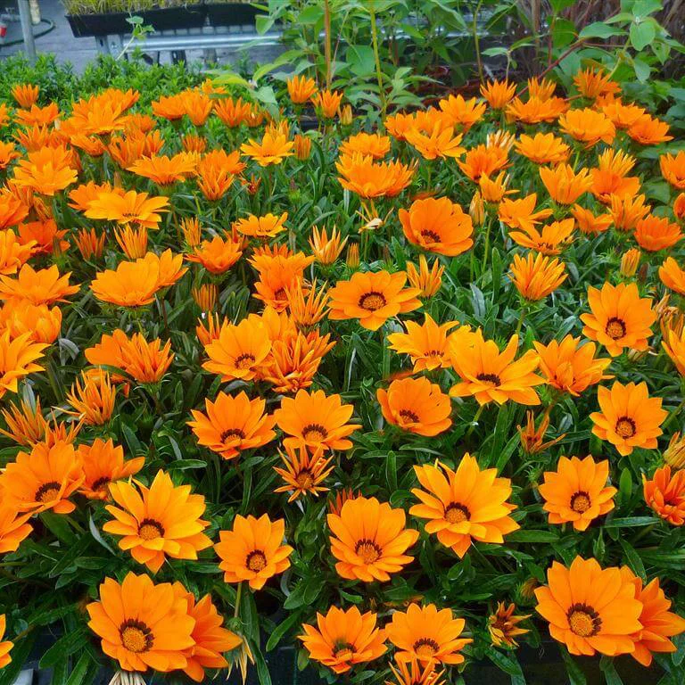 Planta naturala Gazania, H 30 cm - imagine 3