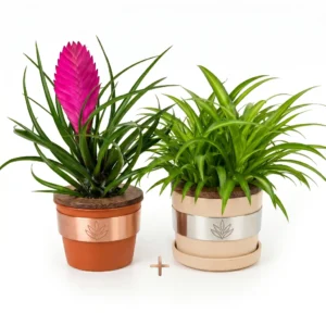 Pachet Tillandsia cyanea si Planta Păianjen