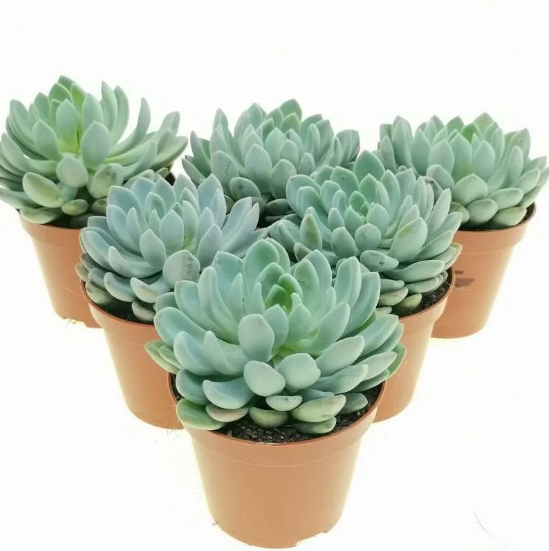 Planta naturala Suculentă Pachyphytum Corvus - imagine 3