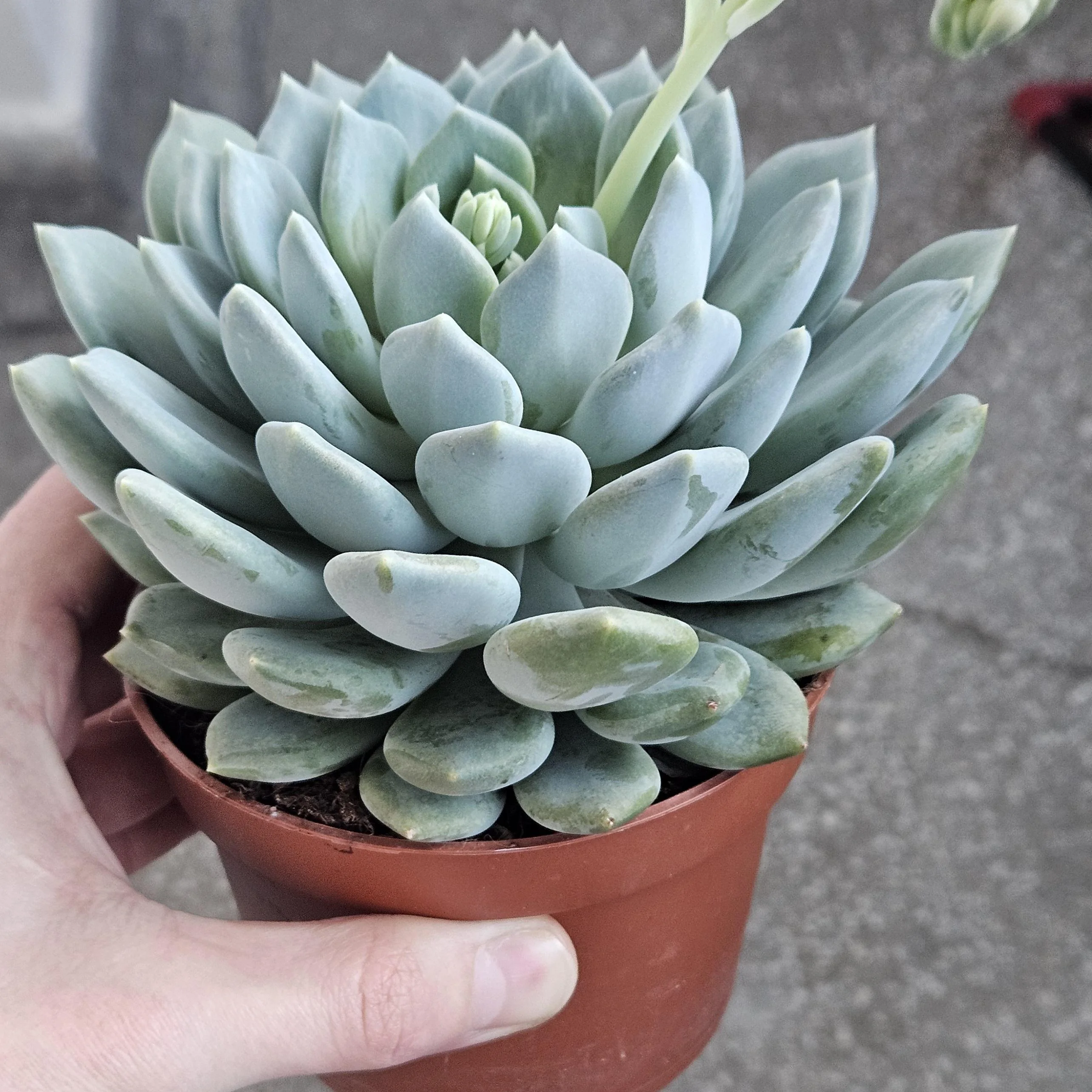 Planta naturala Suculentă Pachyphytum Corvus - imagine 2