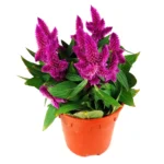Planta Celosia, culoare mov, H 30 CM