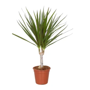 Dracaena marginata, planta de interior H 45 cm
