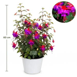 Fuchsia Pyramid planta naturala, H 60 cm