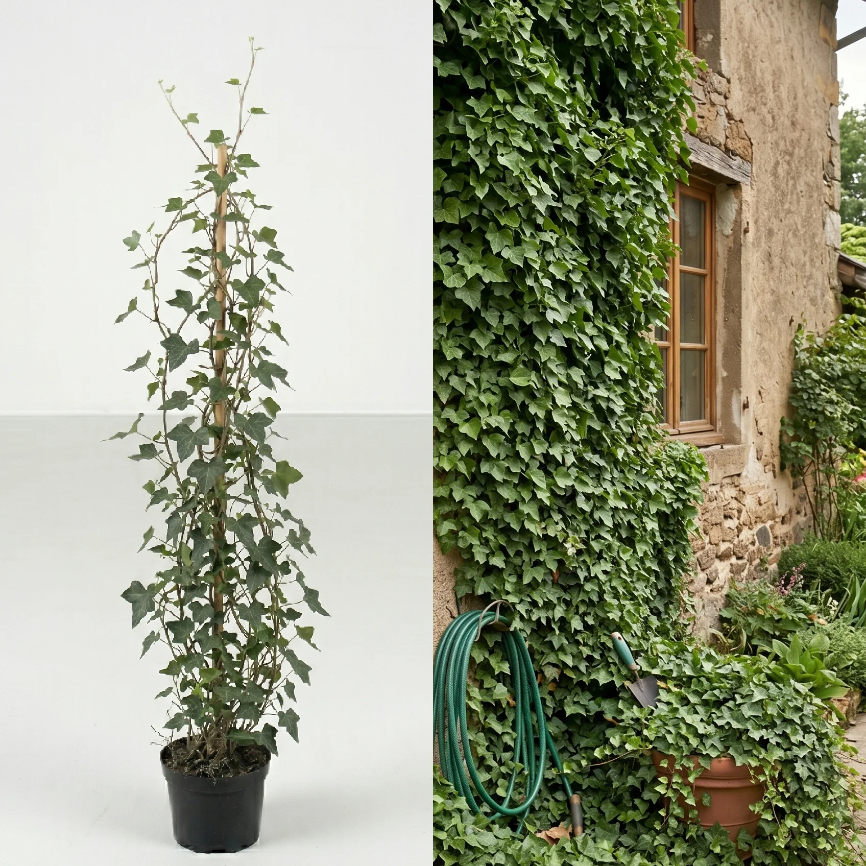 Hedera Helix, iedera H 90 cm - imagine 4