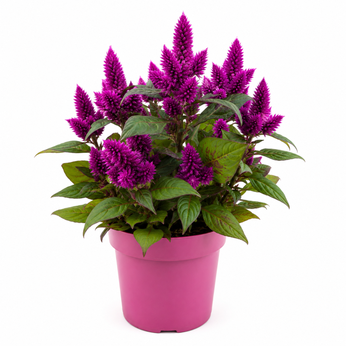 Planta Celosia