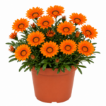 Planta naturala