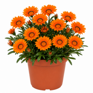Planta naturala