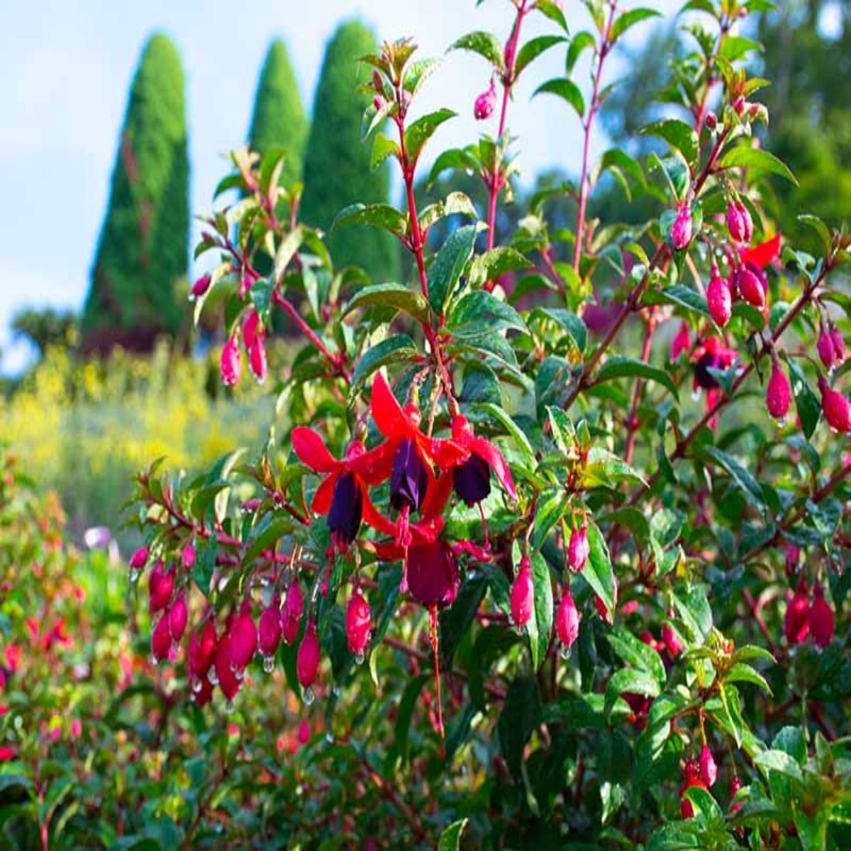 Fuchsia Pyramid planta naturala, H 60 cm - imagine 4