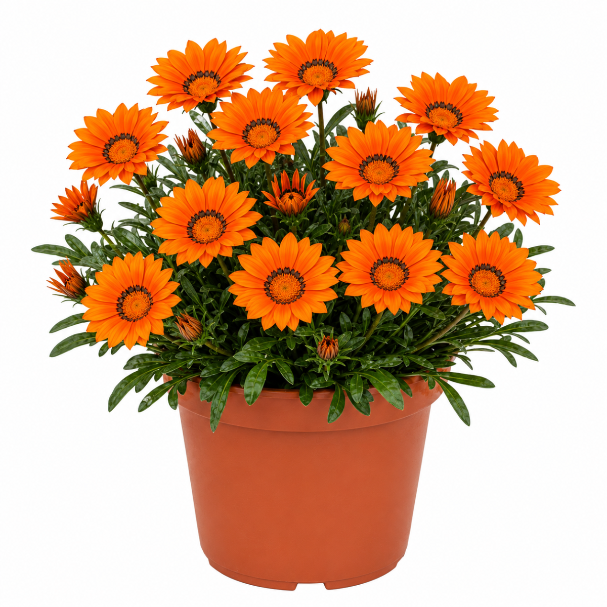 Planta naturala