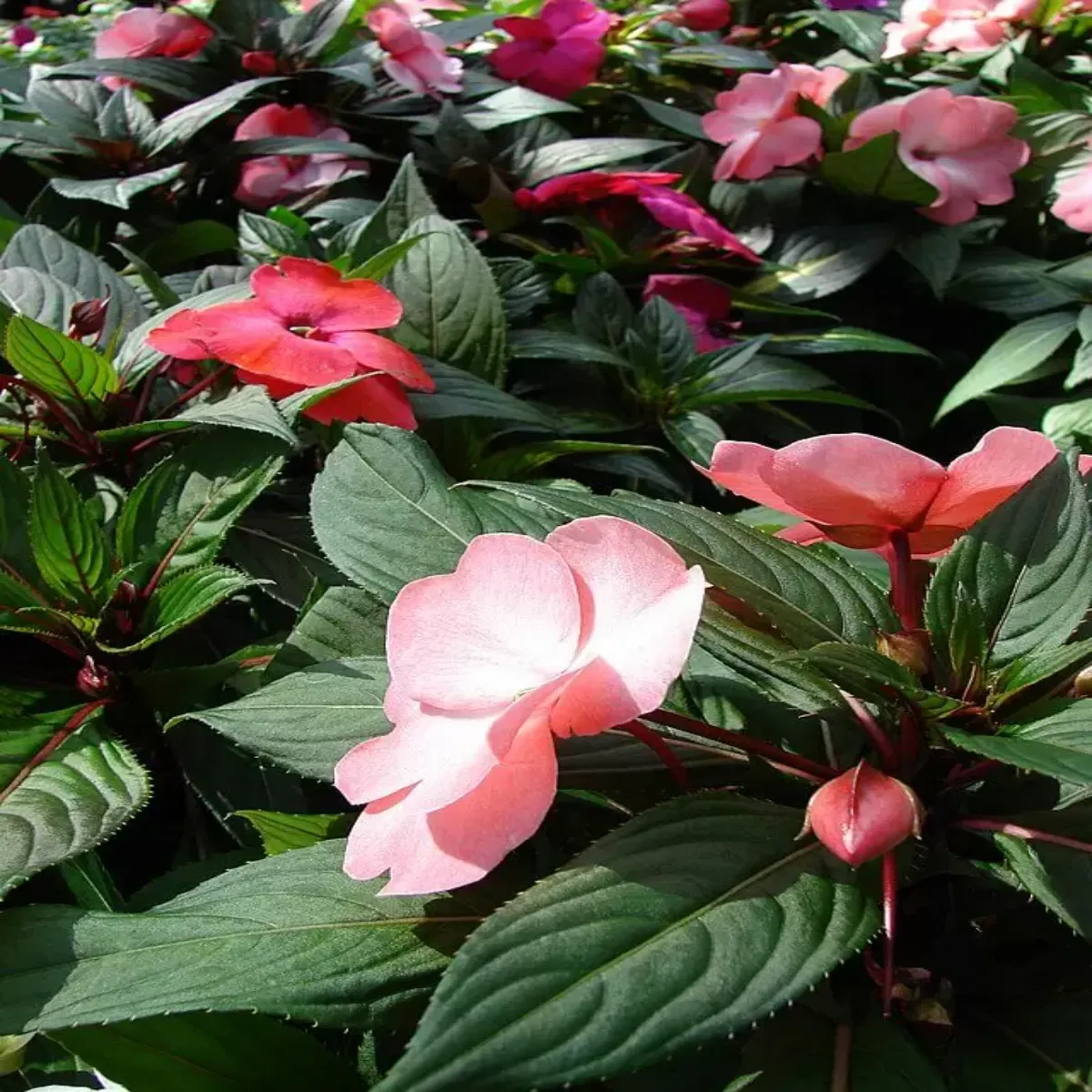 Planta Impatiens Tamarinda mix, H 25 cm - imagine 4