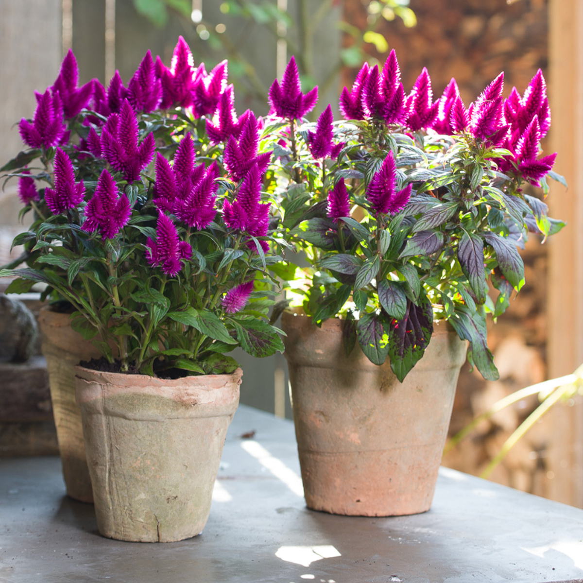Planta Celosia, culoare mov, H 30 CM - imagine 5