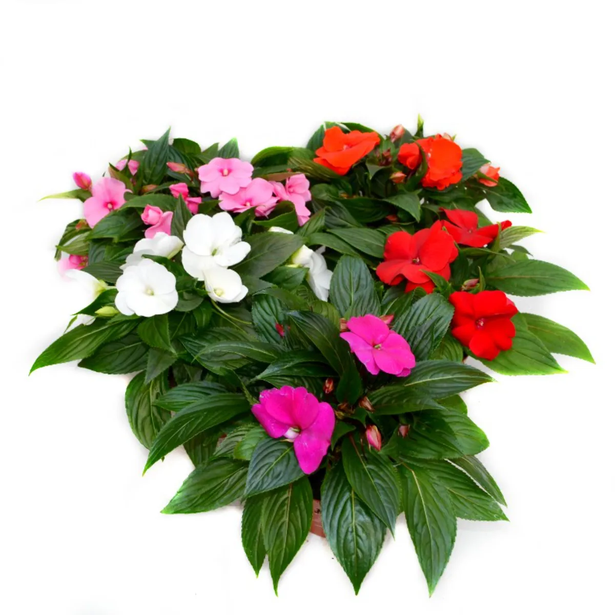 Planta Impatiens Tamarinda mix, H 25 cm - imagine 3