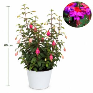 Fuchsia