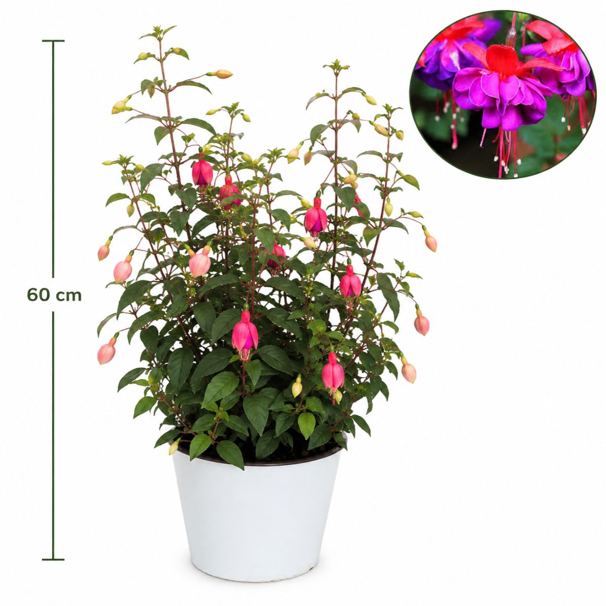 Fuchsia
