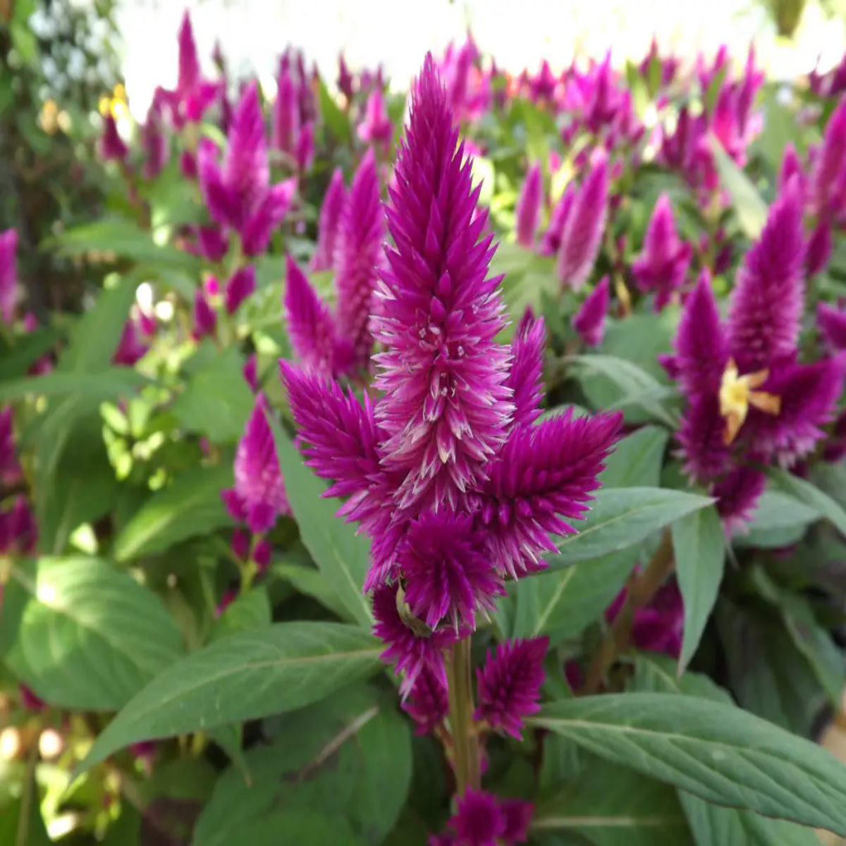 Planta Celosia, culoare mov, H 30 CM - imagine 4
