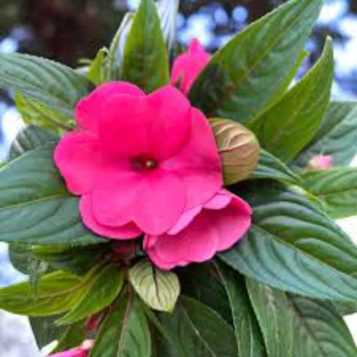 Planta Impatiens Tamarinda mix, H 25 cm - imagine 2
