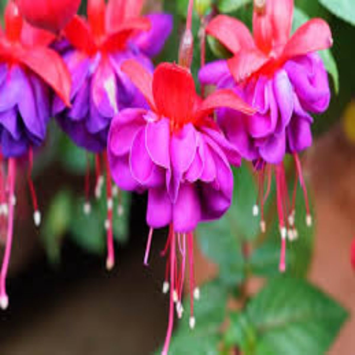 Fuchsia Pyramid planta naturala, H 60 cm - imagine 3