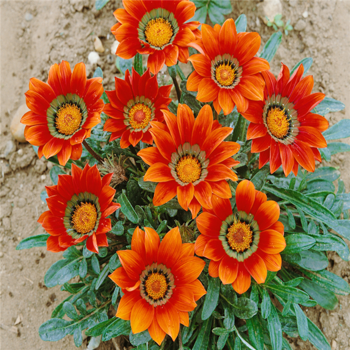 Planta naturala Guzmania, H 30 cm - imagine 2