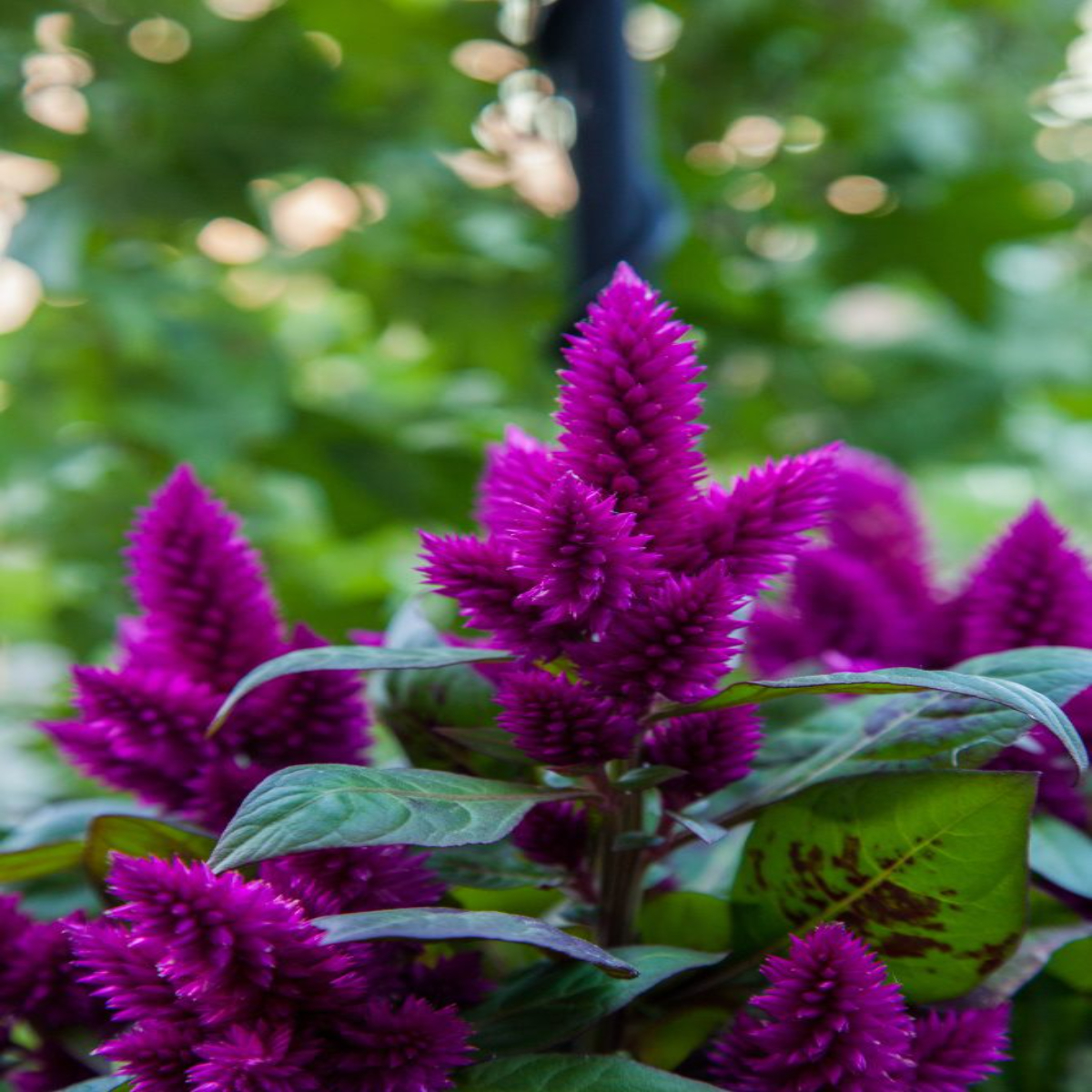 Planta Celosia, culoare mov, H 30 CM - imagine 2