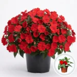 Planta Impatiens
