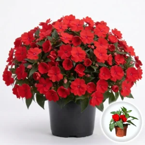 Planta Impatiens