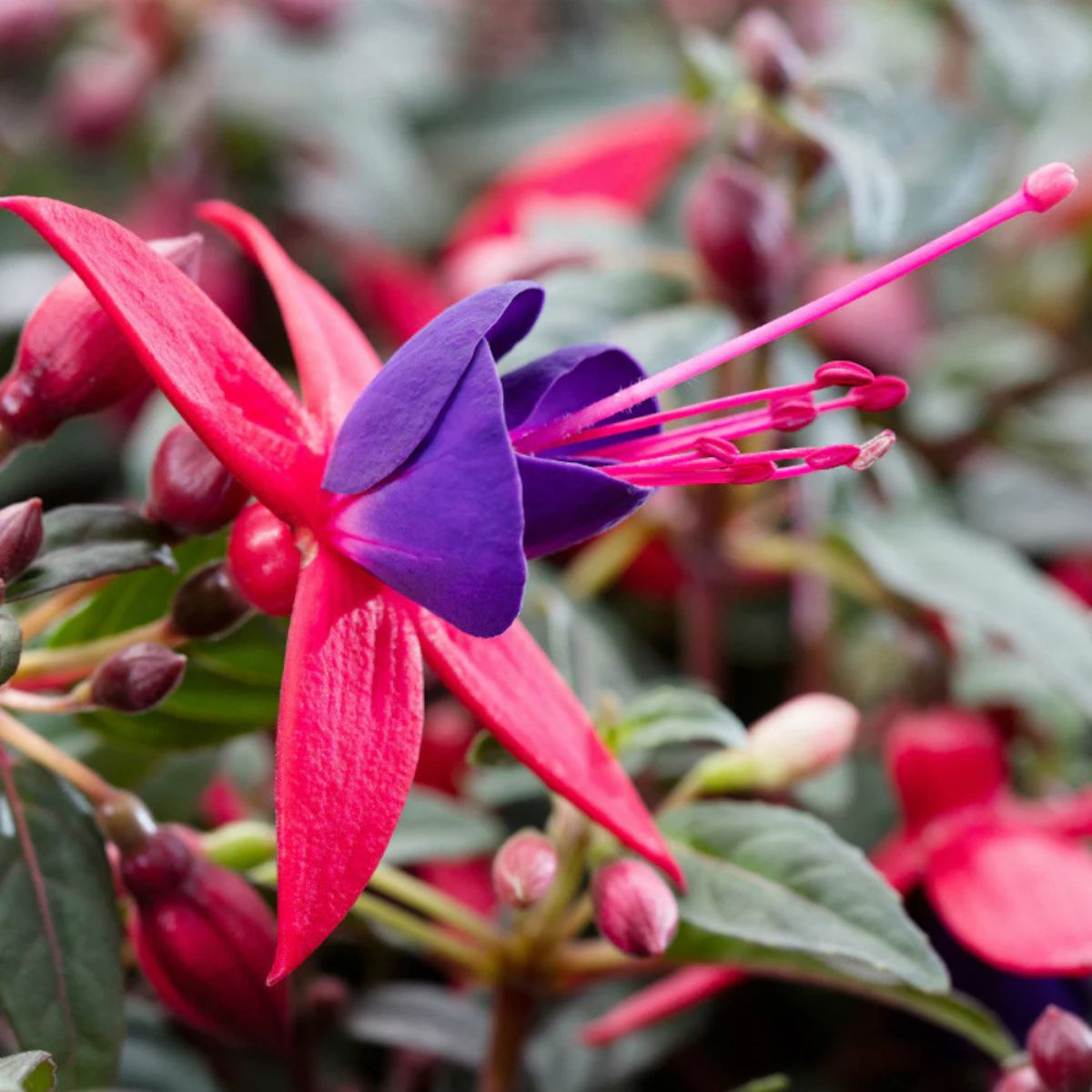 Fuchsia Pyramid planta naturala, H 60 cm - imagine 2