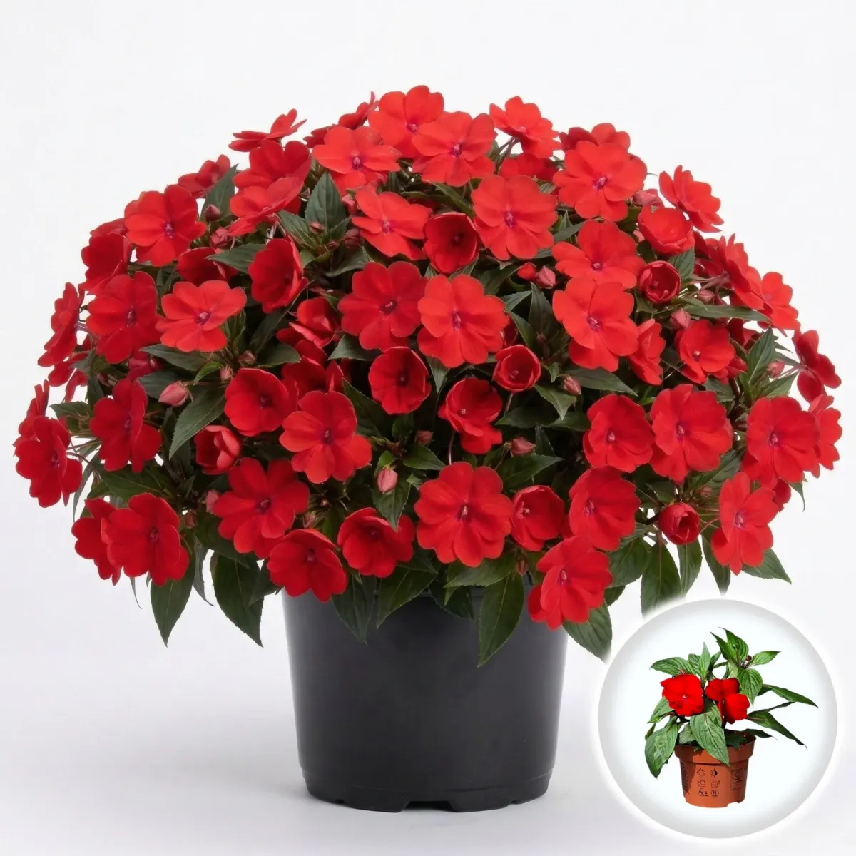 Planta Impatiens