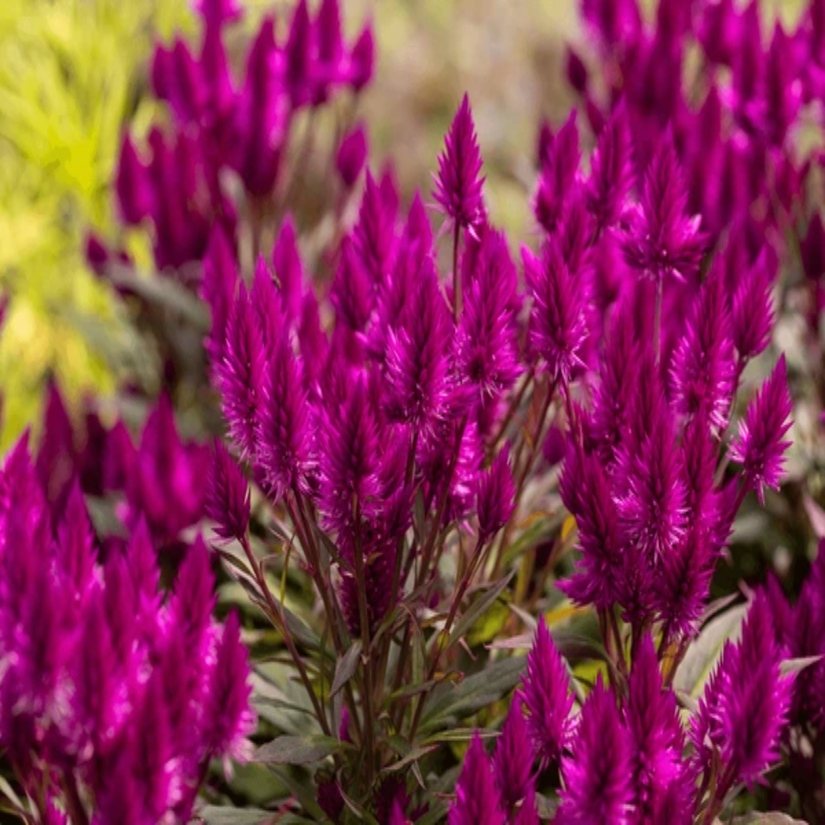 Planta Celosia, culoare mov, H 30 CM - imagine 3
