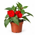 Planta Impatiens