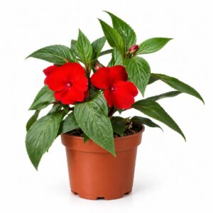 Planta Impatiens