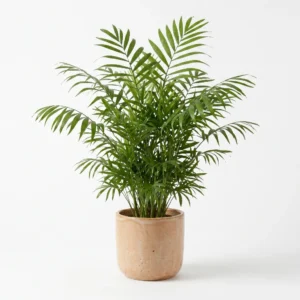 Palmier Pitic pentru Interior, H 35–45 cm