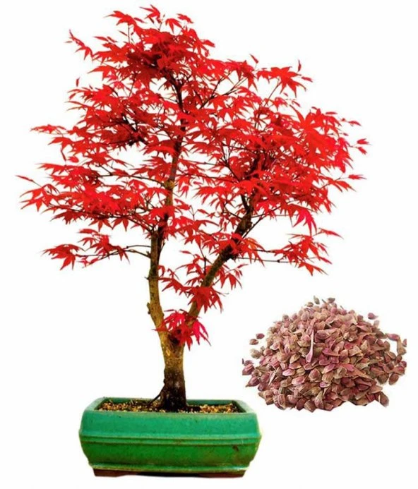 Bonsai Acer, H 45 cm - imagine 5