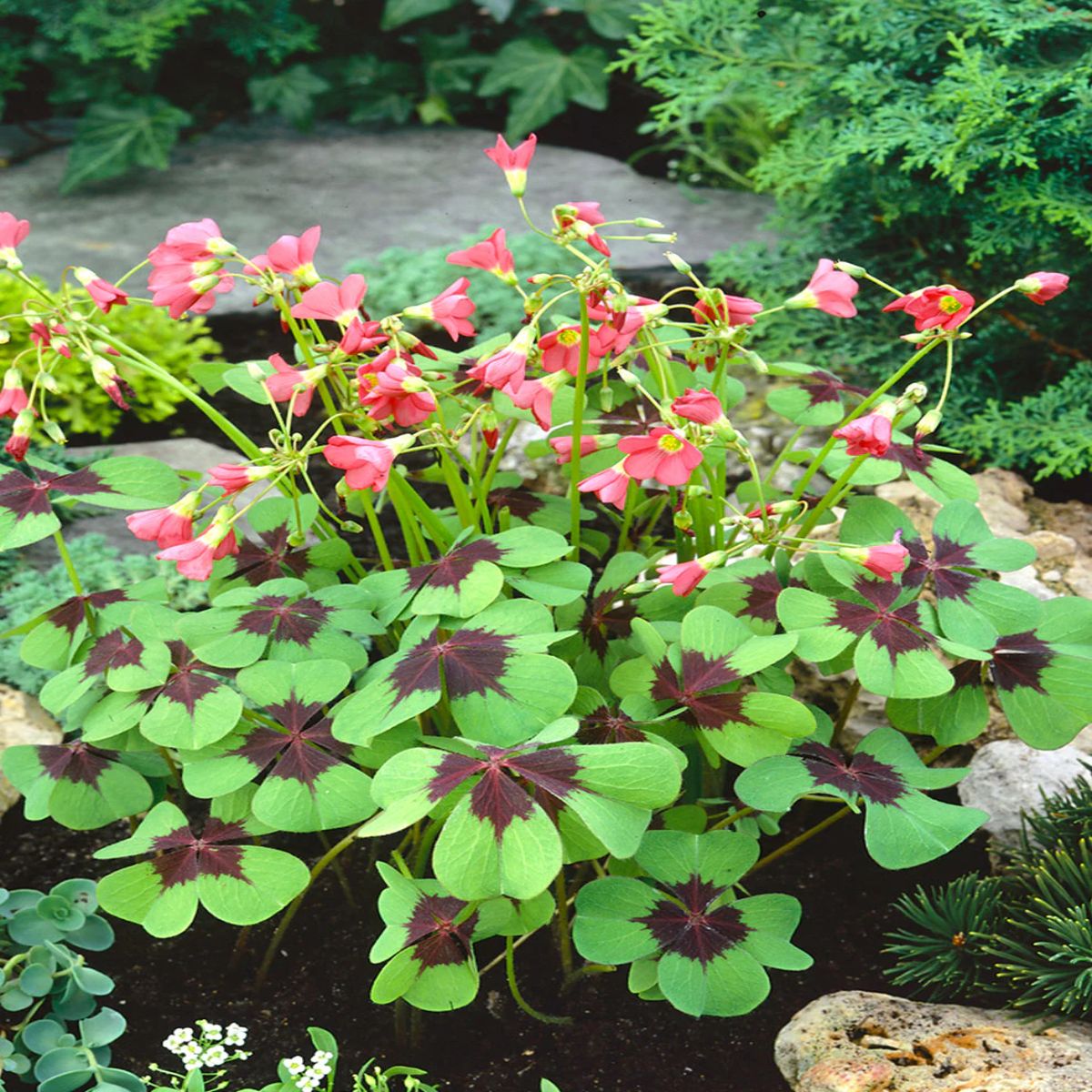 Oxalis Deppei, H 25 cm - imagine 4