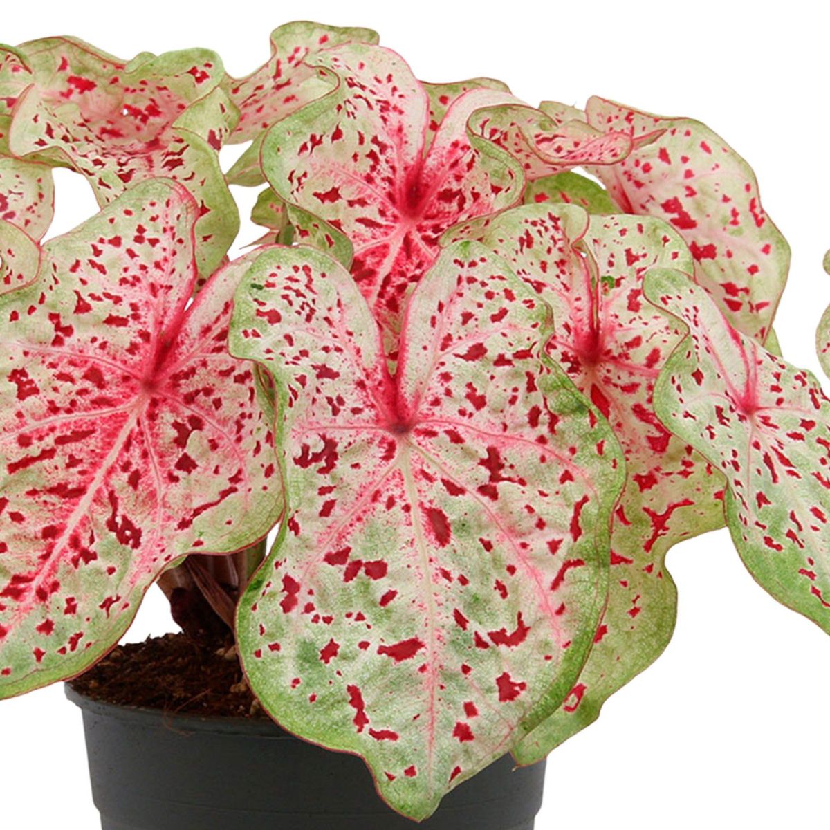 Planta Caladium Bicolor, H 40 cm - imagine 4