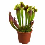 Planta