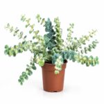Sedum