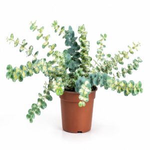 Sedum