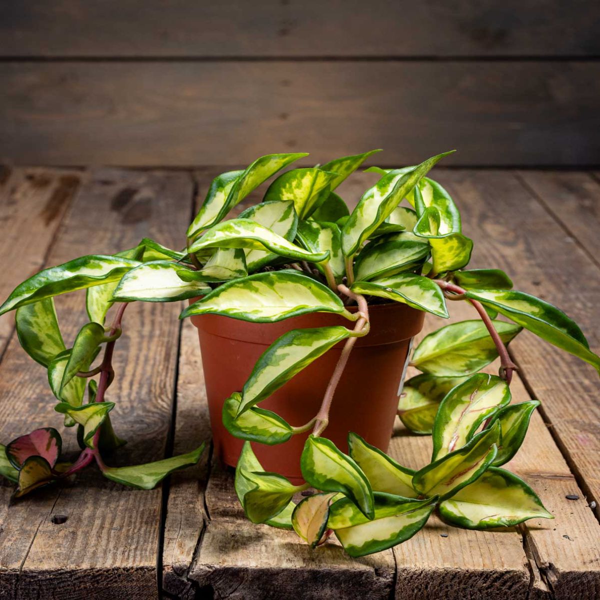Hoya Carnoasa tricolor, H 15 cm - imagine 6