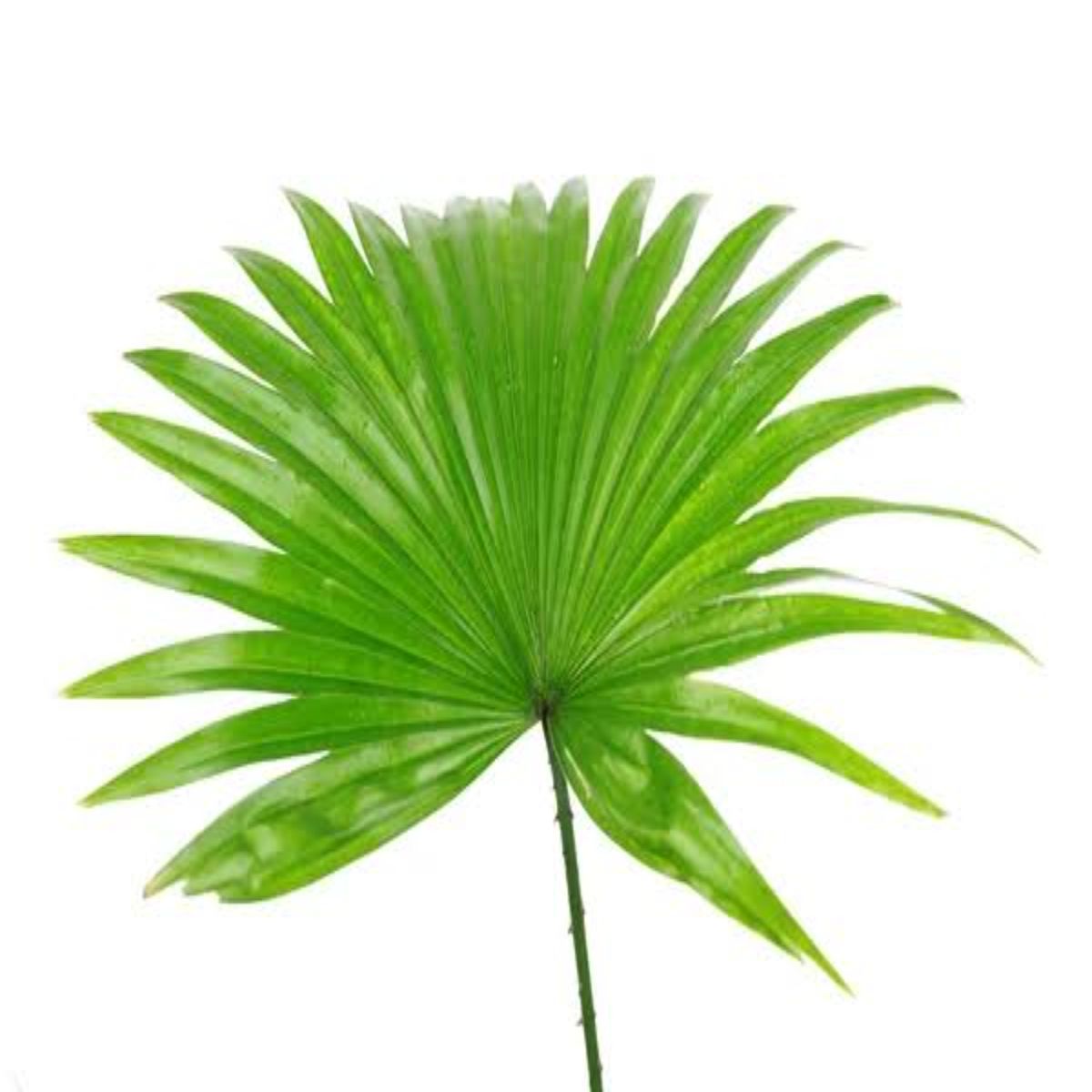 Livistona rotundifolia planta naturala, H 40 cm - imagine 7