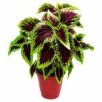 Plectranthus
