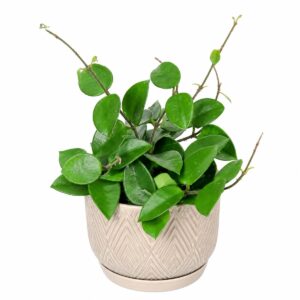 Hoya
