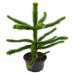 Araucaruia