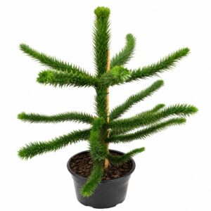 Araucaruia