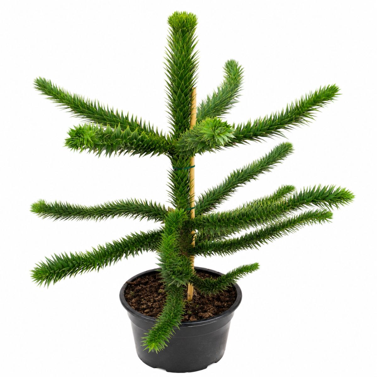 Araucaruia