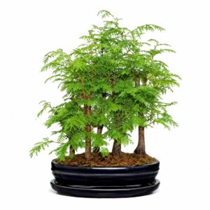 Bonsai