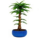Araucaria
