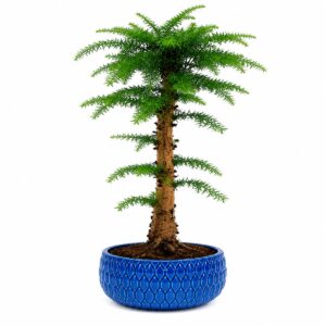 Araucaria
