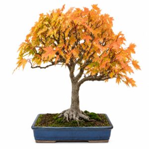 Bonsai
