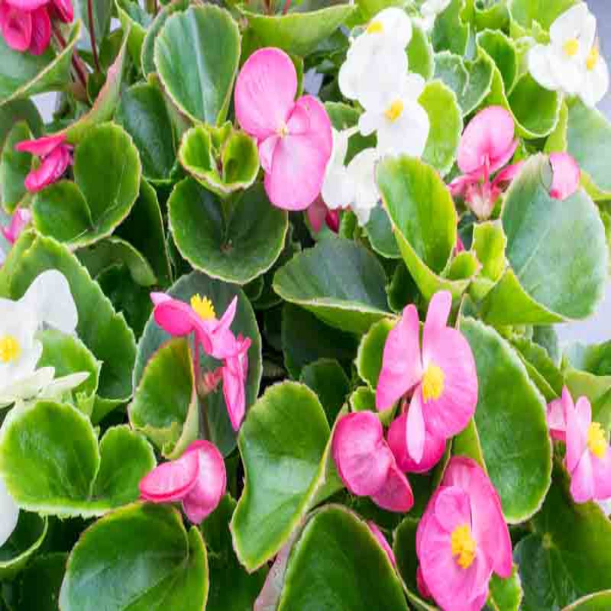 Set de 3 plante Begonia Semperflorens roz, H 10-15 cm - imagine 5