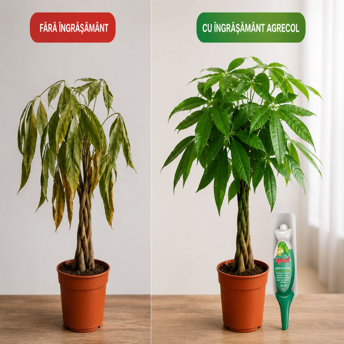 Pachet Pachira Aquatica 80 cm si Ingrasamant - imagine 4